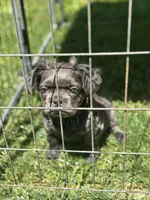 Green collar, a male French Bulldog for sale in Unicoi, TN – 6 of 9