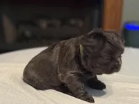 Green collar, a male French Bulldog for sale in Unicoi, TN – Photo 4 of 7