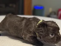 Green collar, a male French Bulldog for sale in Unicoi, TN – Photo 2 of 7