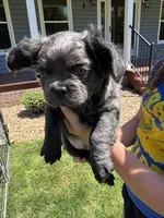 Green collar, a male French Bulldog for sale in Unicoi, TN – 8 of 9