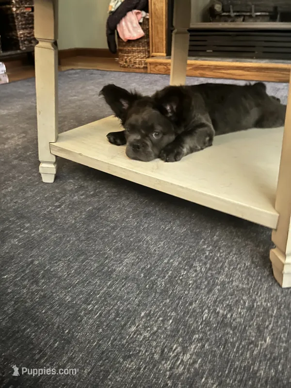 Green collar – French Bulldog puppy for sale in Unicoi, TN