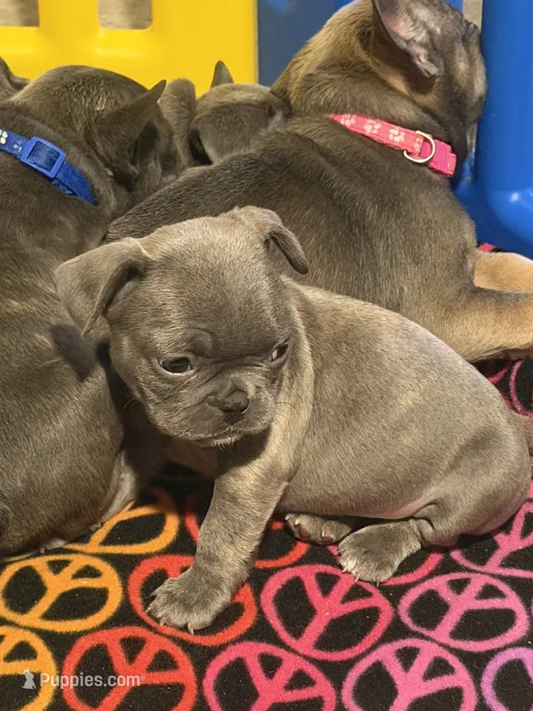 Bubba – French Bulldog puppy for sale in Niles, MI