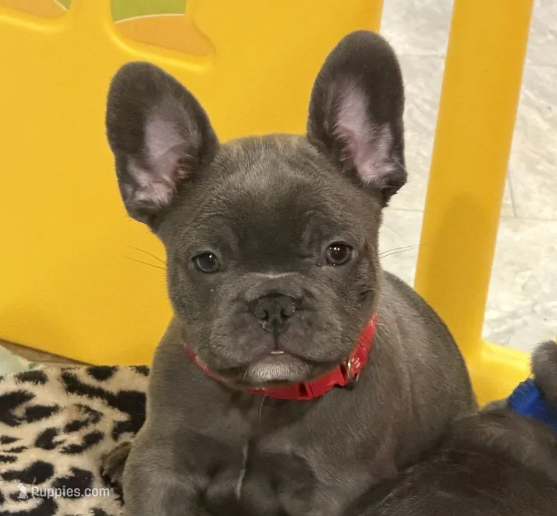 Big Red – French Bulldog puppy for sale in Niles, MI