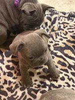 Bubba, a male French Bulldog for sale in Niles, MI – 2 of 3