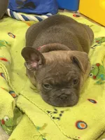 Maude, a female French Bulldog for sale in Niles, MI – 3 of 4