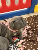 Maude, a female French Bulldog for sale in Niles, MI – 4 of 4