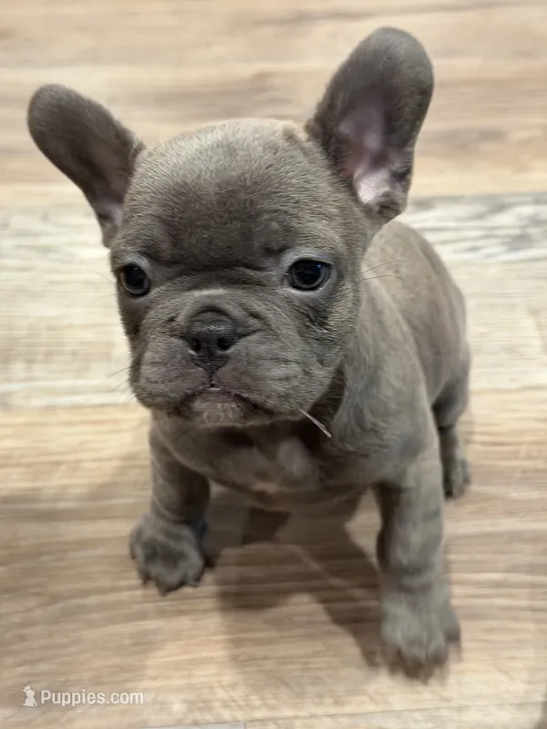 Bubba – French Bulldog puppy for sale in Niles, MI