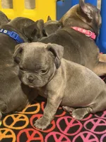 Bubba, a male French Bulldog for sale in Niles, MI – 3 of 3