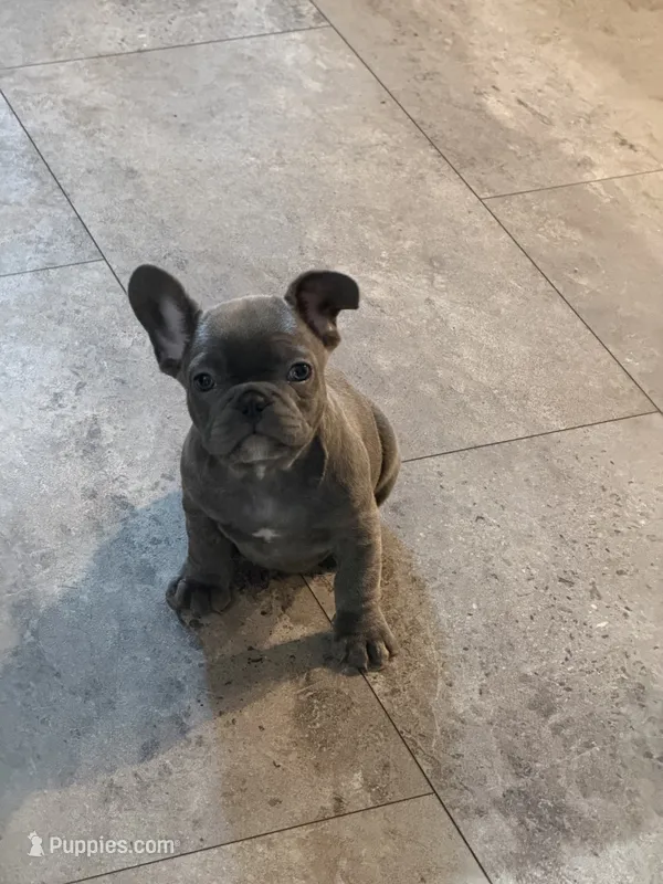 Bubba – French Bulldog puppy for sale in Niles, MI