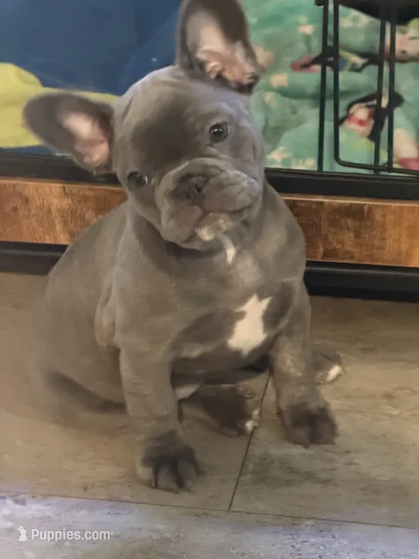 Maude – French Bulldog puppy for sale in Niles, MI