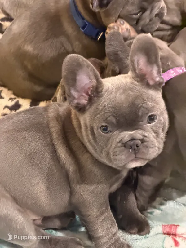 Maude – French Bulldog puppy for sale in Niles, MI