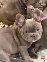 Maude, a female French Bulldog for sale in Niles, MI – 2 of 4