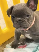 Maude, a female French Bulldog for sale in Niles, MI – 1 of 4