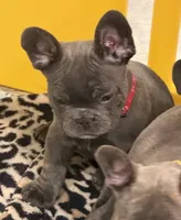 Big Red, a male French Bulldog for sale in Niles, MI – 3 of 3