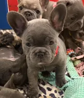 Big Red, a male French Bulldog for sale in Niles, MI – 2 of 3