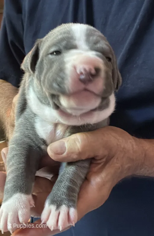 HUNTER – American Pit Bull Terrier puppy for sale in Hurricane, WV