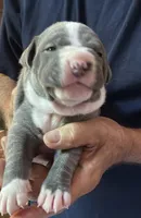 HUNTER, a male American Pit Bull Terrier for sale in Hurricane, WV – 1 of 6