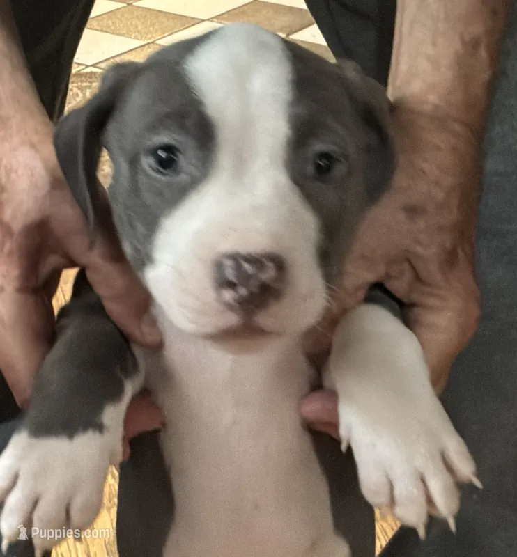 STONE – American Pit Bull Terrier puppy for sale in Hurricane, WV