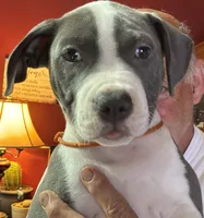MIA, a female American Pit Bull Terrier for sale in Hurricane, WV – 7 of 8
