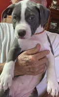 MIA, a female American Pit Bull Terrier for sale in Hurricane, WV – 8 of 8