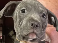 SAGE, a female American Pit Bull Terrier for sale in Hurricane, WV – 4 of 9