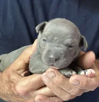 SAGE, a female American Pit Bull Terrier for sale in Hurricane, WV – 3 of 5