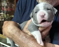 RAVEN, a female American Pit Bull Terrier for sale in Hurricane, WV – 6 of 6