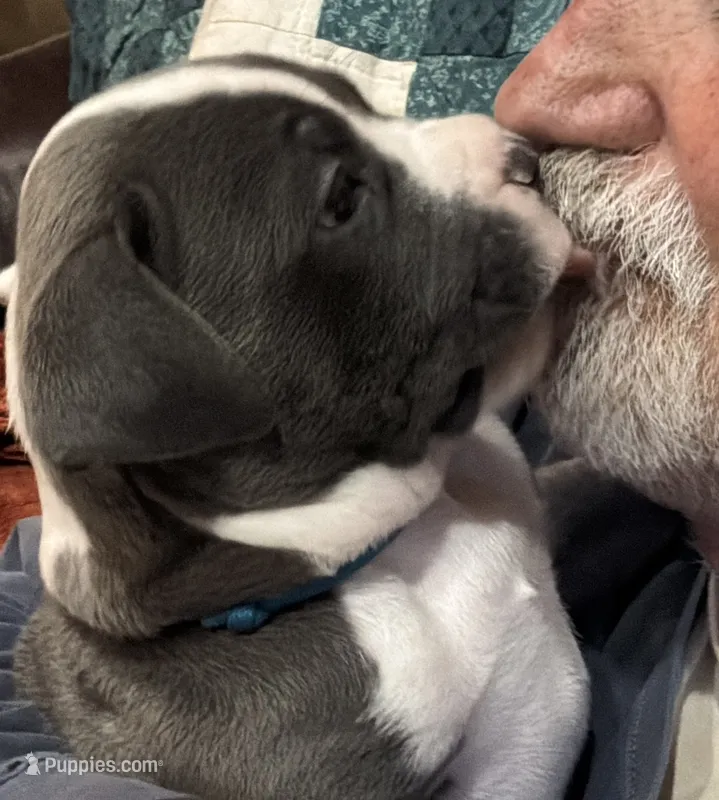 HUNTER – American Pit Bull Terrier puppy on hold in Hurricane, WV