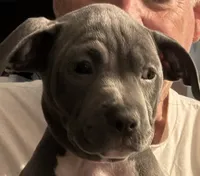 SAGE, a female American Pit Bull Terrier for sale in Hurricane, WV – 2 of 9