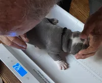 TRACE, a male American Pit Bull Terrier for sale in Hurricane, WV – 5 of 6