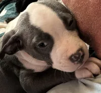 STONE, a male American Pit Bull Terrier for sale in Hurricane, WV – 6 of 9