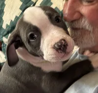 STONE, a male American Pit Bull Terrier for sale in Hurricane, WV – 3 of 9