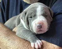 CHANSE, a male American Pit Bull Terrier for sale in Hurricane, WV – 2 of 6