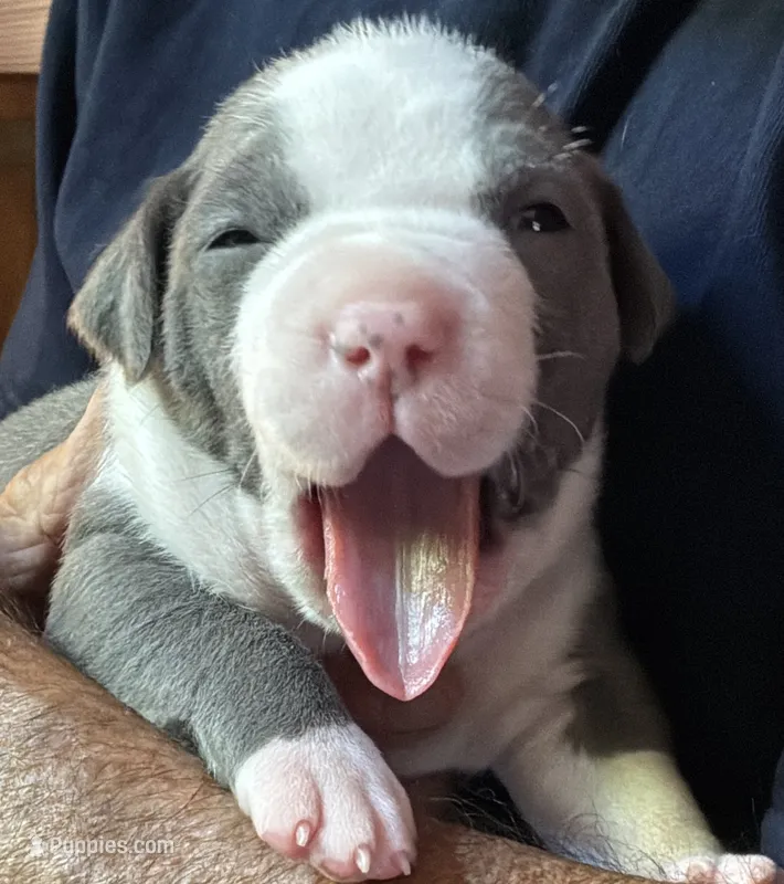 STONE – American Pit Bull Terrier puppy for sale in Hurricane, WV