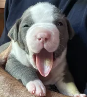 STONE, a male American Pit Bull Terrier for sale in Hurricane, WV – 1 of 7