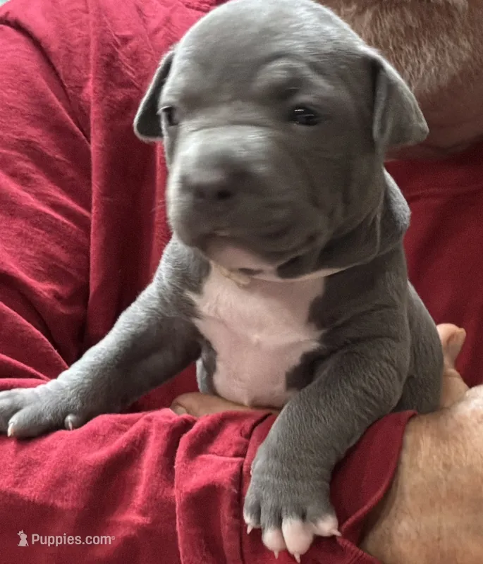 SAGE – American Pit Bull Terrier puppy for sale in Hurricane, WV