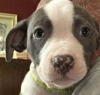 STONE, a male American Pit Bull Terrier for sale in Hurricane, WV – 5 of 9