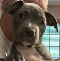 SAGE, a female American Pit Bull Terrier for sale in Hurricane, WV – 5 of 9