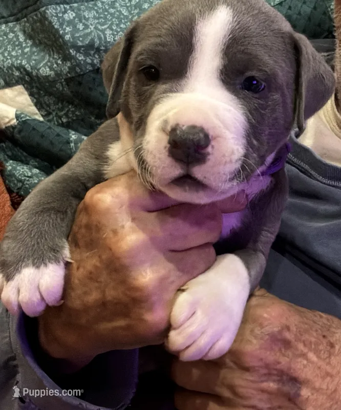CHANSE – American Pit Bull Terrier puppy for sale in Hurricane, WV