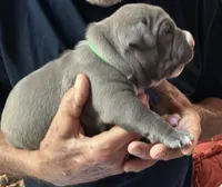 RYDER, a male American Pit Bull Terrier for sale in Hurricane, WV – 5 of 6