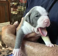 STONE, a male American Pit Bull Terrier for sale in Hurricane, WV – 2 of 7