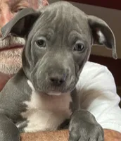 SAGE, a female American Pit Bull Terrier for sale in Hurricane, WV – 8 of 9