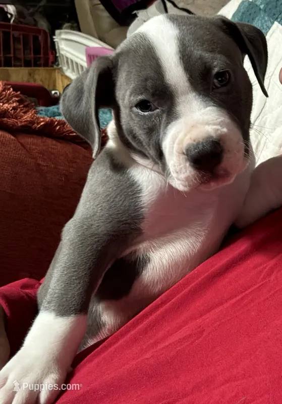 MIA – American Pit Bull Terrier puppy for sale in Hurricane, WV