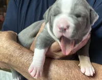 RAVEN, a female American Pit Bull Terrier for sale in Hurricane, WV – 2 of 6