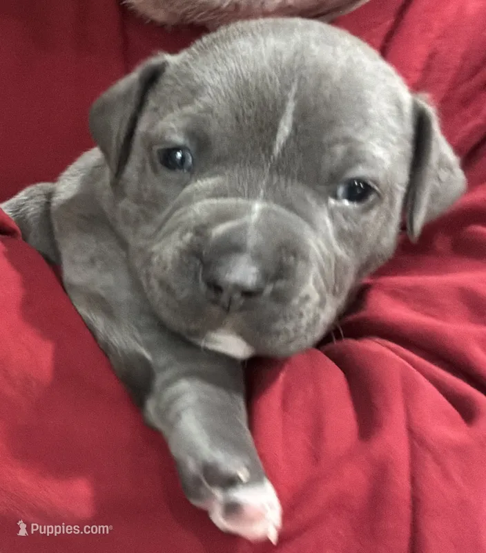 JETT – American Pit Bull Terrier puppy for sale in Hurricane, WV