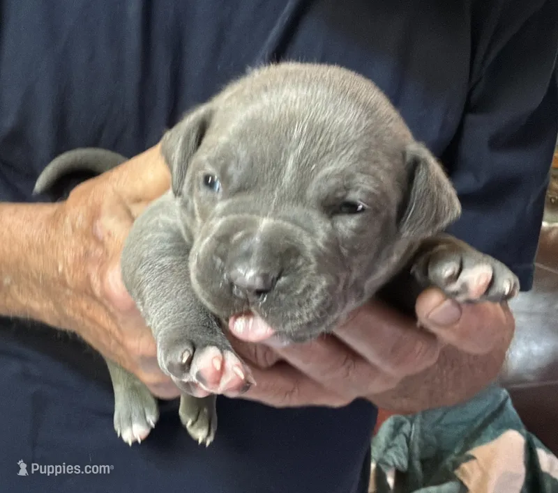 JETT – American Pit Bull Terrier puppy for sale in Hurricane, WV