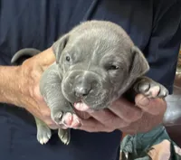 JETT, a male American Pit Bull Terrier for sale in Hurricane, WV – 1 of 6