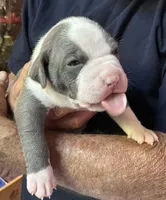 STONE, a male American Pit Bull Terrier for sale in Hurricane, WV – 5 of 7