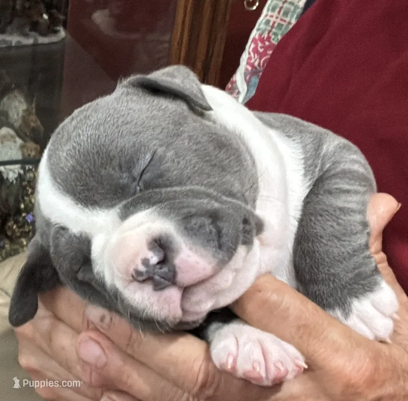 HUNTER – American Pit Bull Terrier puppy for sale in Hurricane, WV