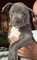 SAGE, a female American Pit Bull Terrier for sale in Hurricane, WV – 6 of 9